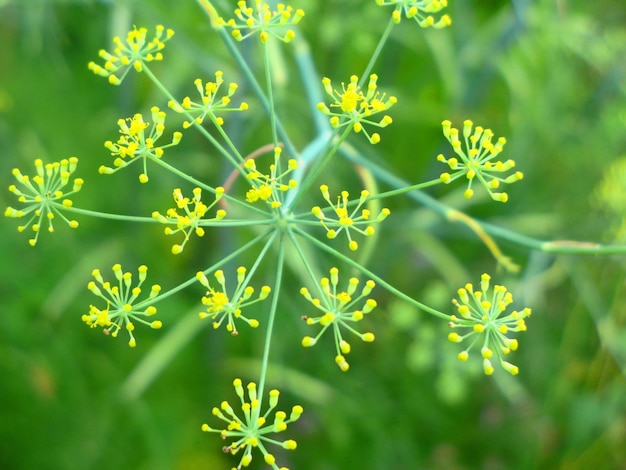 Close-up of flowers