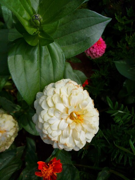 Close-up of flowers