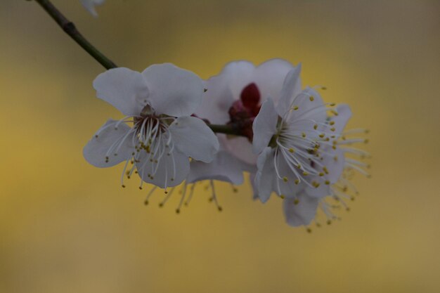 Photo close-up of flowers