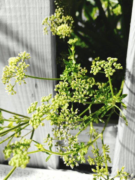 Photo close-up of flowers