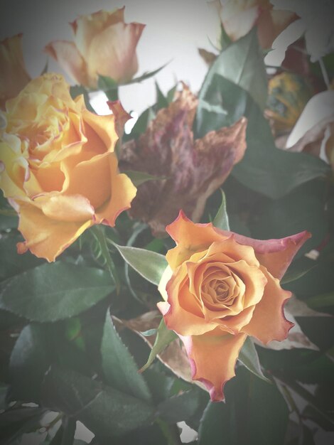 Close-up of flowers