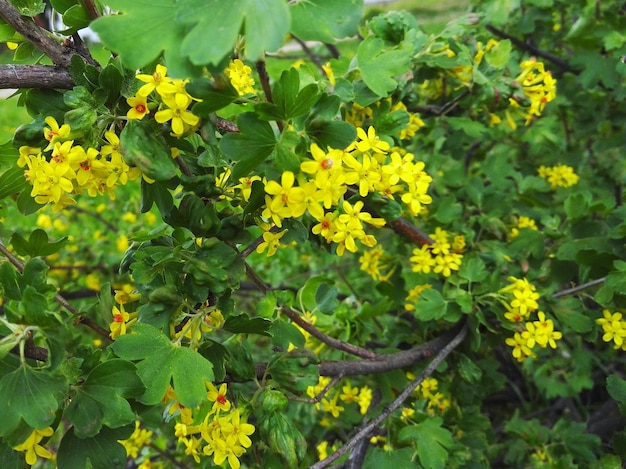 Photo close-up of flowers