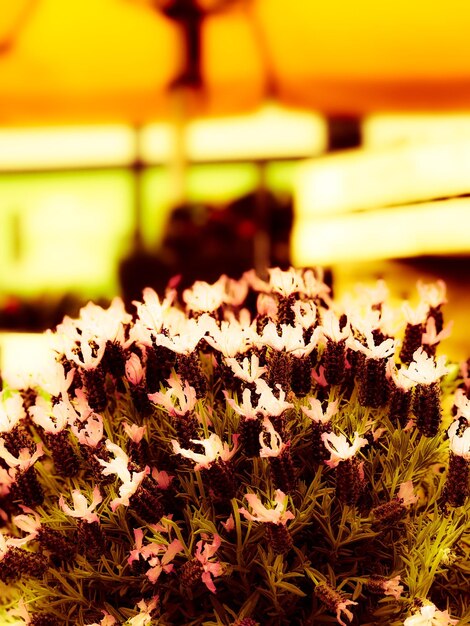 Close-up of flowers