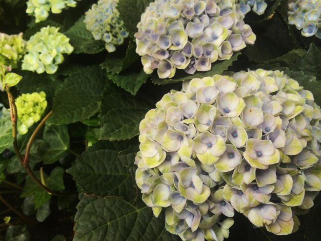 Close-up of flowers