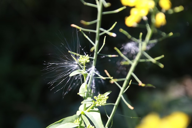 Foto prossimo piano dei fiori