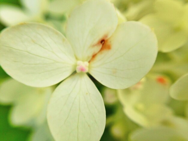 Foto prossimo piano dei fiori