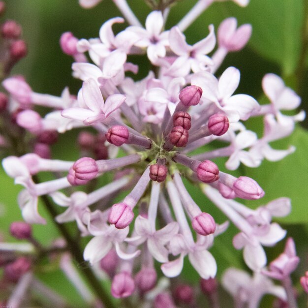 Photo close-up of flowers