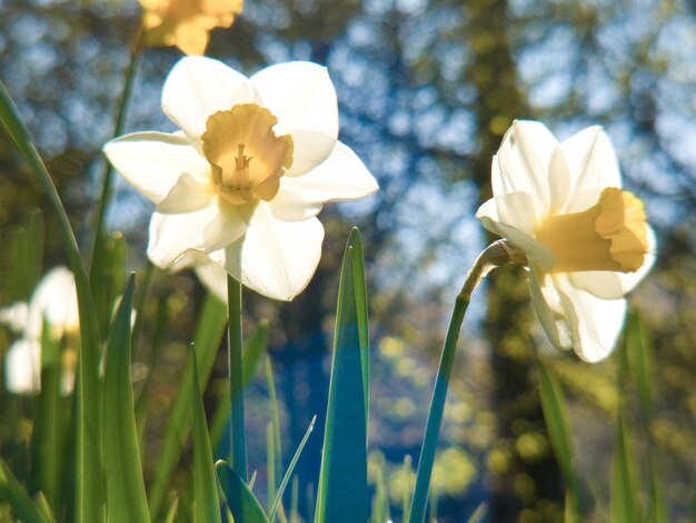 Foto prossimo piano dei fiori