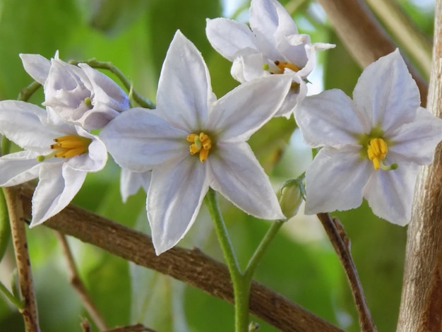 Foto prossimo piano dei fiori