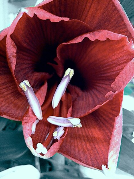 Photo close-up of flowers