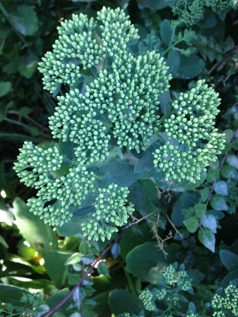 Photo close-up of flowers