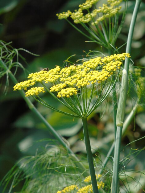 Photo close-up of flowers