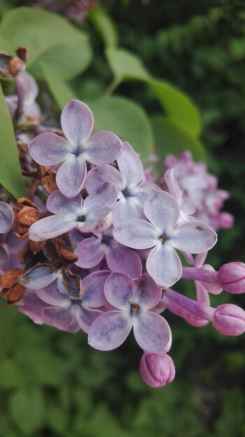 Close-up of flowers