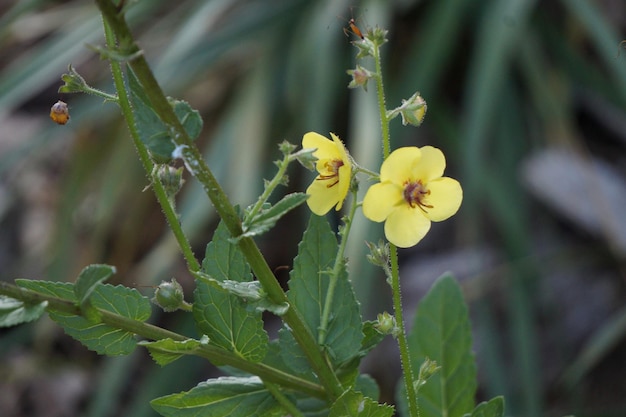 Foto prossimo piano dei fiori