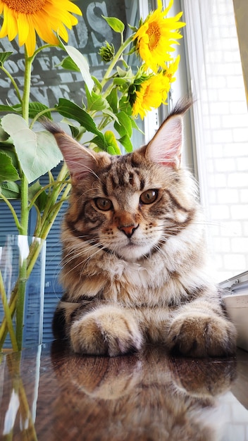 Chiuda in su del gattino lanuginoso di maine coon