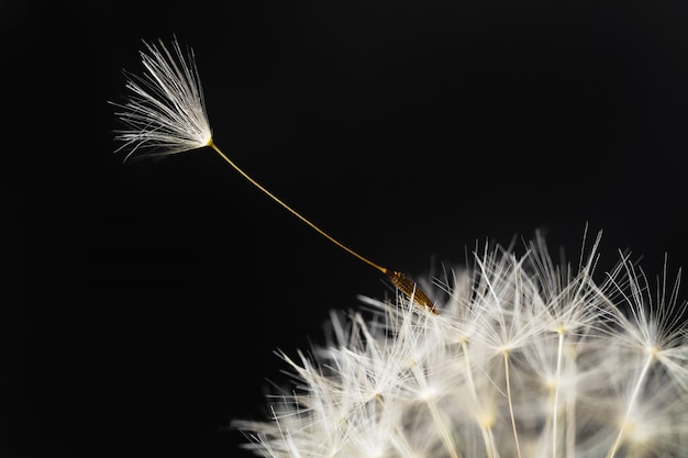 Close up of fluffy white dandelion