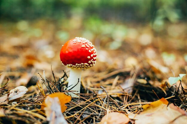 Photo close up on fly agaric in the forest