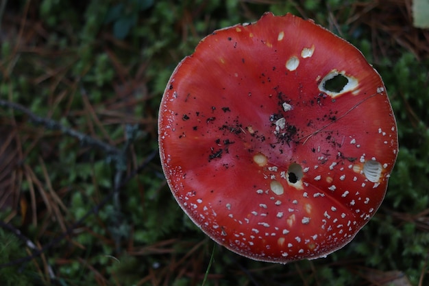 Photo close-up of fly agaric mushroom on field