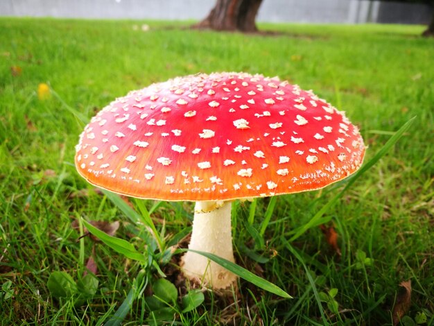 Close-up of fly agaric mushroom on field