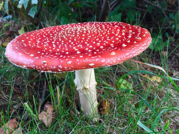 Foto prossimo piano del fungo agarico a mosca sul campo