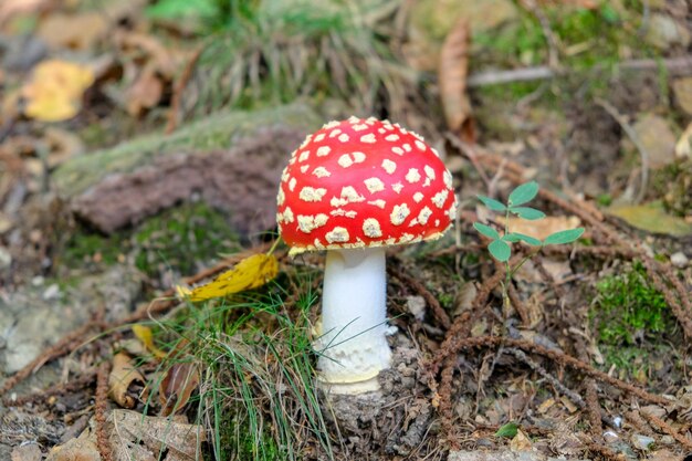 Close-up of fly agaric mushroom on field