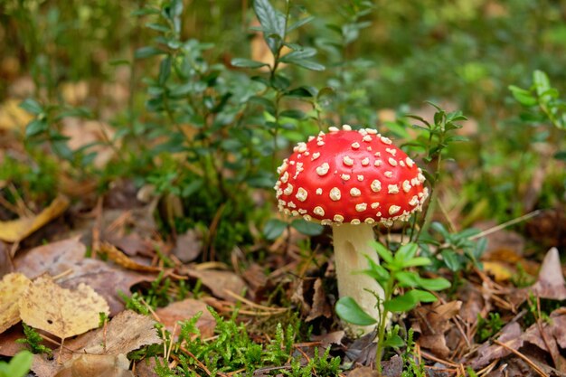 Close-up of fly agaric mushroom on field