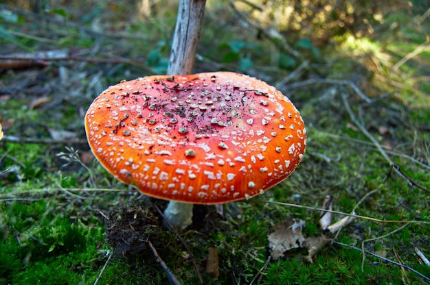 Foto prossimo piano del fungo agarico a mosca sul campo