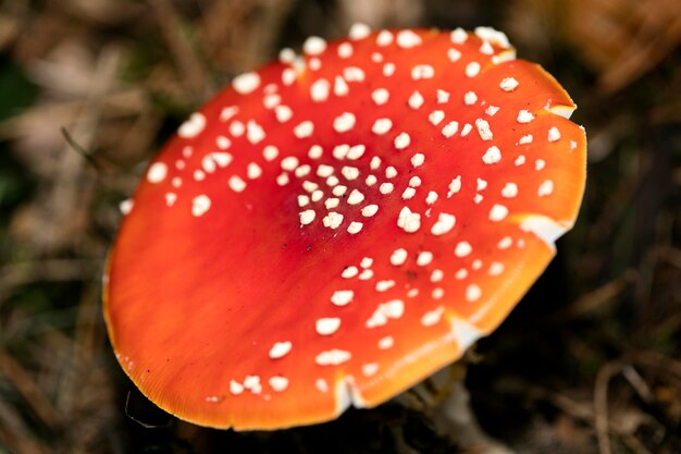 Photo close-up of fly agaric mushroom on field