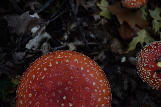 Close-up of fly agaric mushroom on field