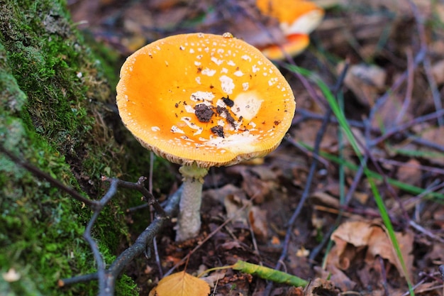 Close-up of fly agaric mushroom on field