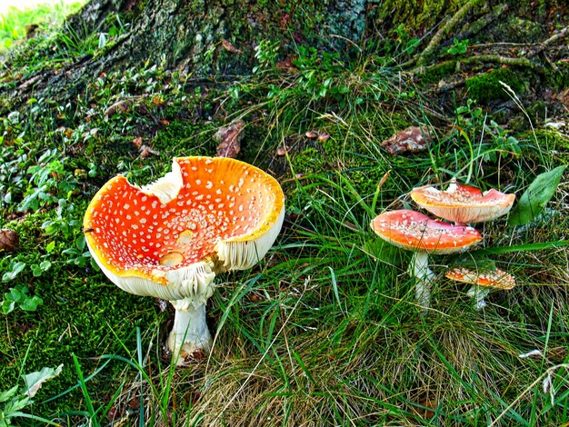 Foto prossimo piano del fungo agarico a mosca sul campo