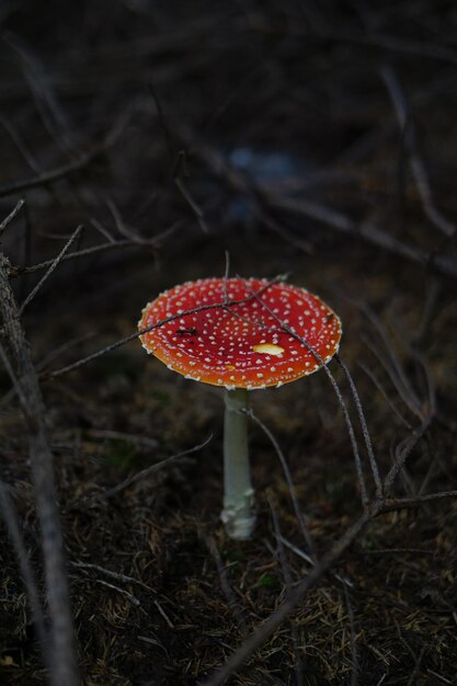 Photo close-up of fly agaric mushroom growing on field