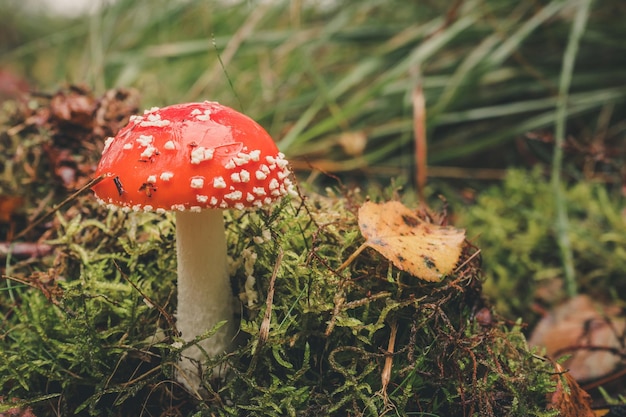 close-up of fly agaric mushroom growing on grass
