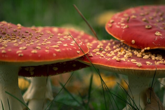 Close-up of fly agaric mushroom on land