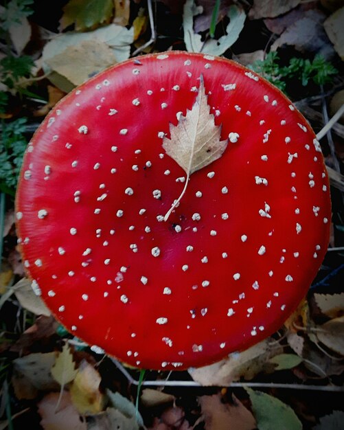 Close-up of fly agaric mushroom