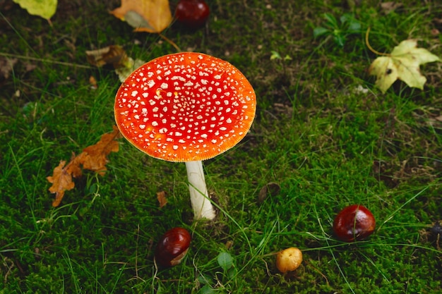 Close-up of fly agaric mushroom