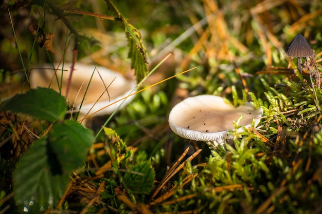 Foto close-up del fungo agarico della mosca