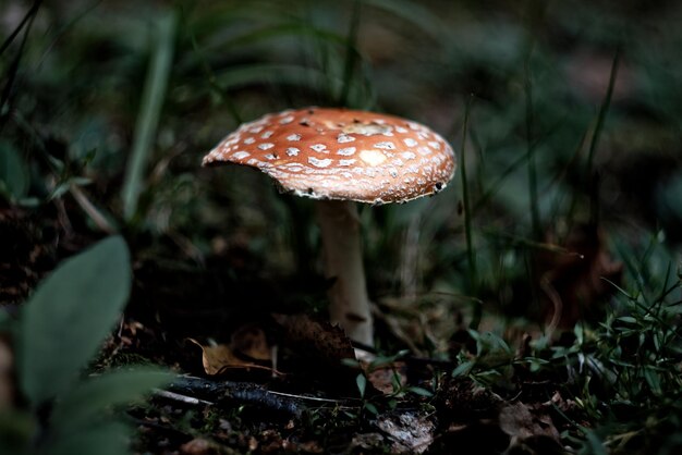 Foto prossimo piano del fungo agarico mosca