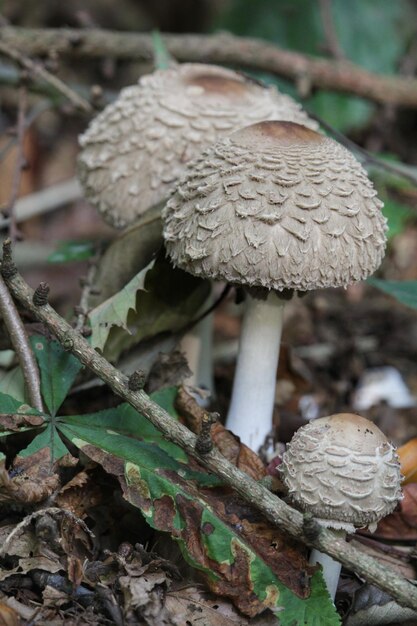 Foto prossimo piano del fungo agarico mosca