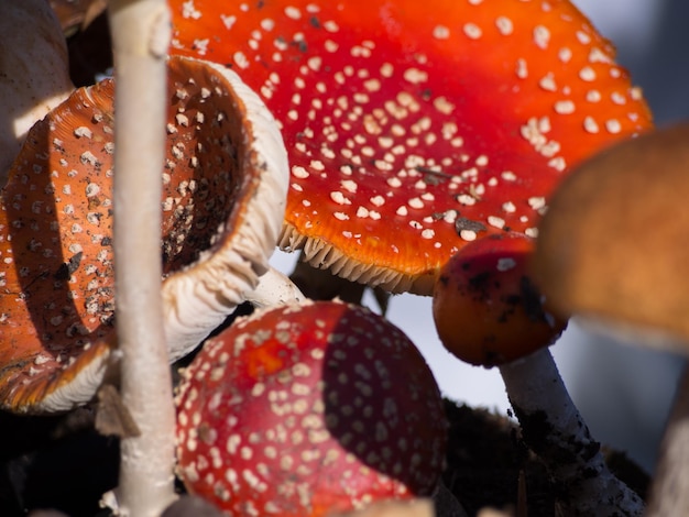 Close-up of fly agaric mushroom