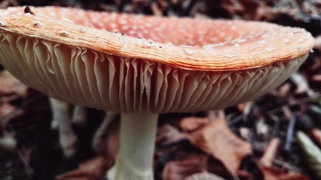 Foto close-up del fungo agarico della mosca