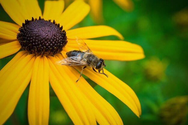 Close-up of fly on black-eyed susan