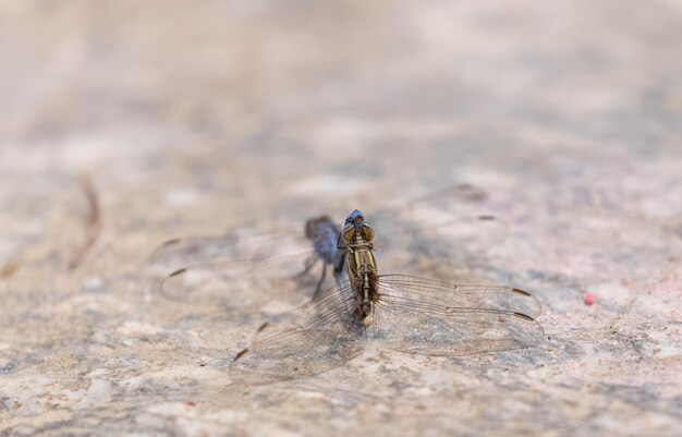 A close up of a fly on a concrete surface