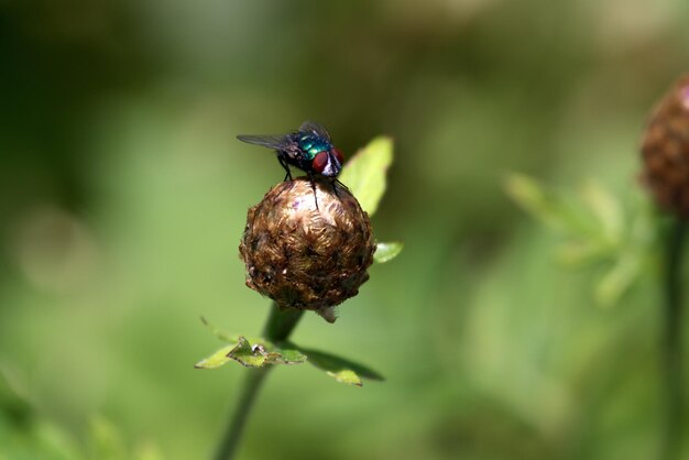 Close-up of fly on flower bud