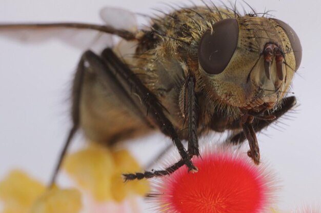 Foto close-up di una mosca sul fiore