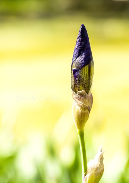 Photo close-up of fly on flower