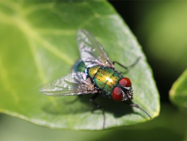 Photo close-up of fly on flower