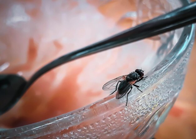 Photo close-up of fly on glass