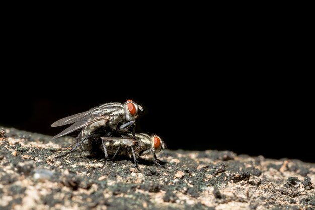 Close-up of fly on leaf