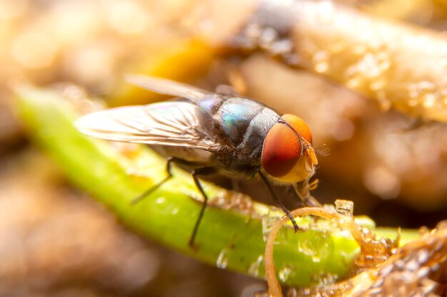 Close-up of fly on leaf